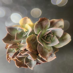 Graptopetalum Bainesii f. Variegated