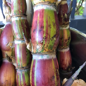 May include: A cluster of sugarcane stalks featuring vertical stripes of deep red, purple, and bright green. The segmented stalks have visible nodes and small, pointed buds emerging from the joints, showcasing a natural, fibrous, and woody texture.
