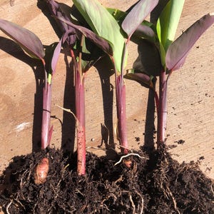 May include: Four canna lily plants with exposed roots and bulbs. The stems are a deep reddish-purple, transitioning to green leaves. The plants are partially buried in dark soil, showcasing the root system and bulbs.