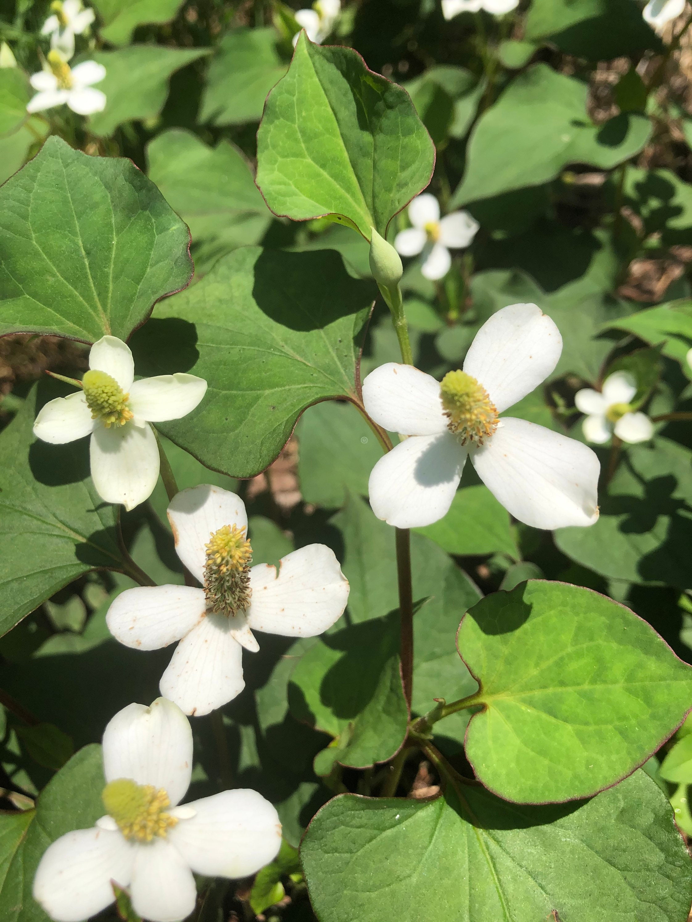 Fish Mint Diếp Cá 10 plant in pot Etsy