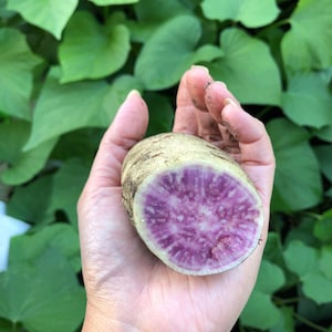 Okinawa Purple Sweet Potato -Khoai Lang Tím Nhật ( Tubers-FOR GROWING and eating )