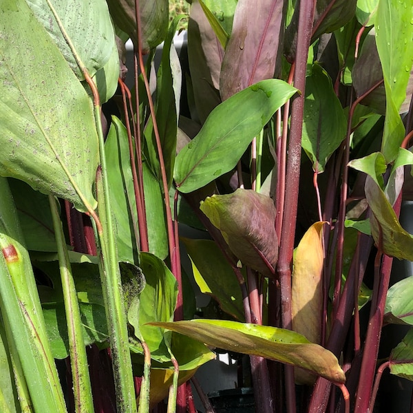 Red Arrowroot , Củ Bình Tinh                             ( 3 bare roots )