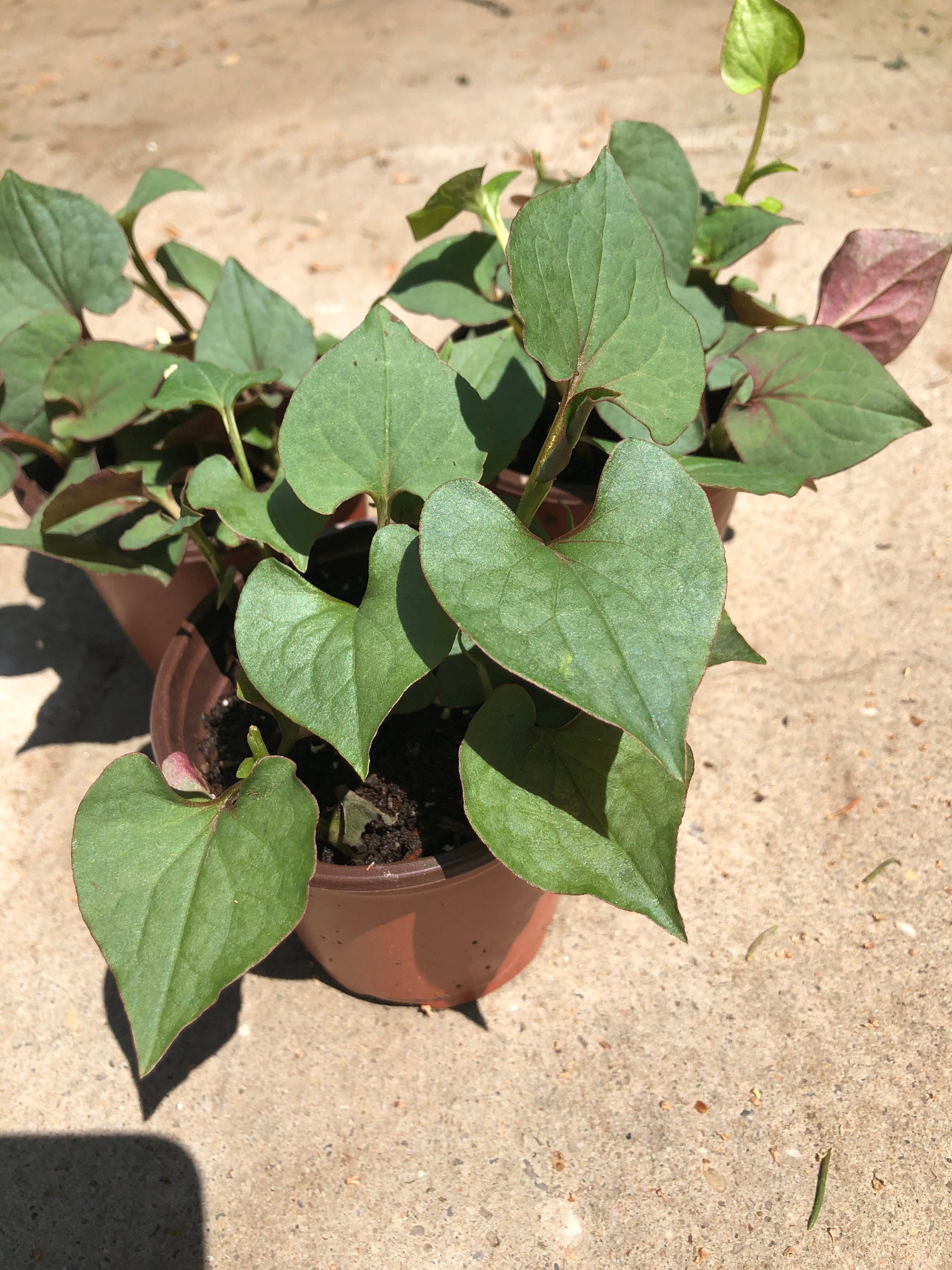 Fish Mint Diếp Cá 10 plant in pot Etsy