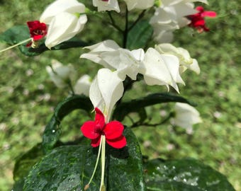 White Bleeding Heart Vine – Clerodendrum thomsoniae Flowers Vine .