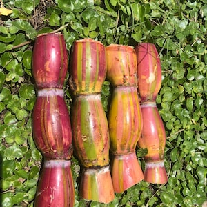 May include: A collection of colorful, segmented plant stalks with vibrant red, yellow, and green stripes. The stalks are arranged on a bed of green foliage, showcasing their natural hues and textures.