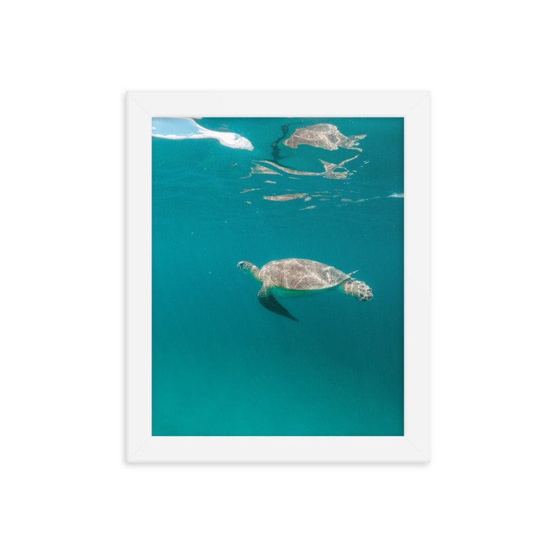 Framed Poster Print Multiple Sizes and Frames Available Turtle 7