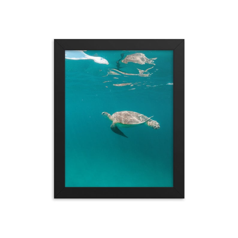 Framed Poster Print Multiple Sizes and Frames Available Turtle 7