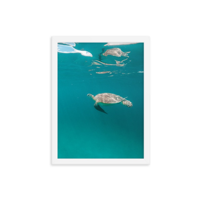 Framed Poster Print Multiple Sizes and Frames Available Turtle 7