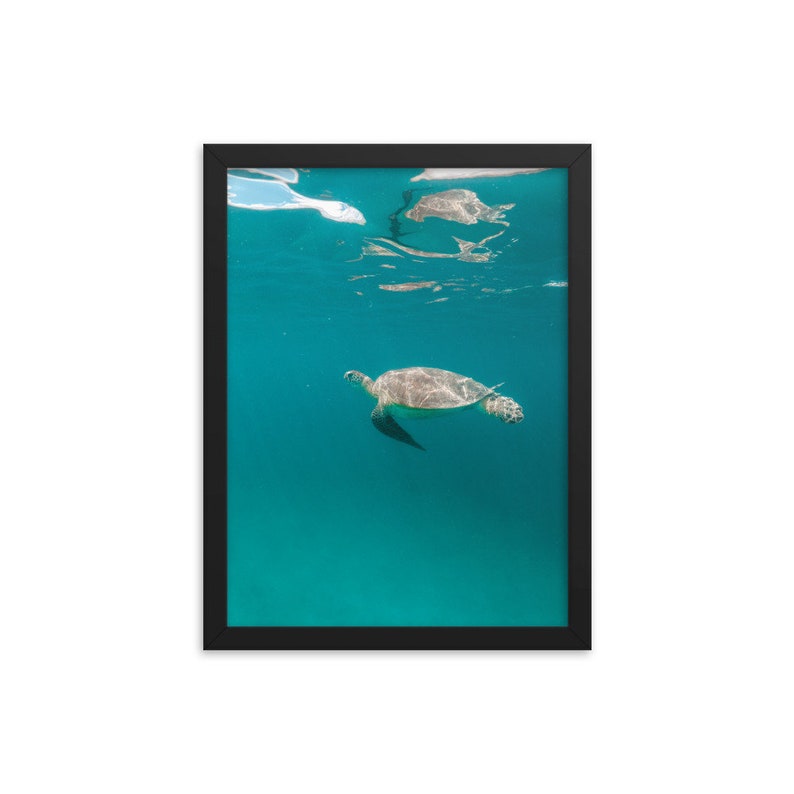 Framed Poster Print Multiple Sizes and Frames Available Turtle 7