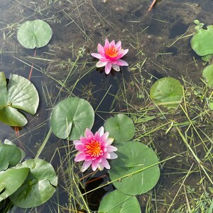 White and Pink Water Lilies image 7