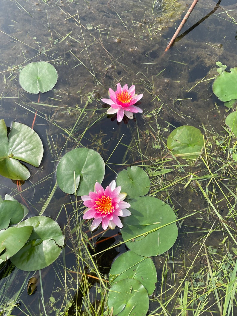 White and Pink Water Lilies image 7