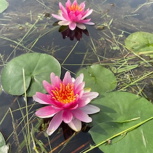 White and Pink Water Lilies Pink Water Lily