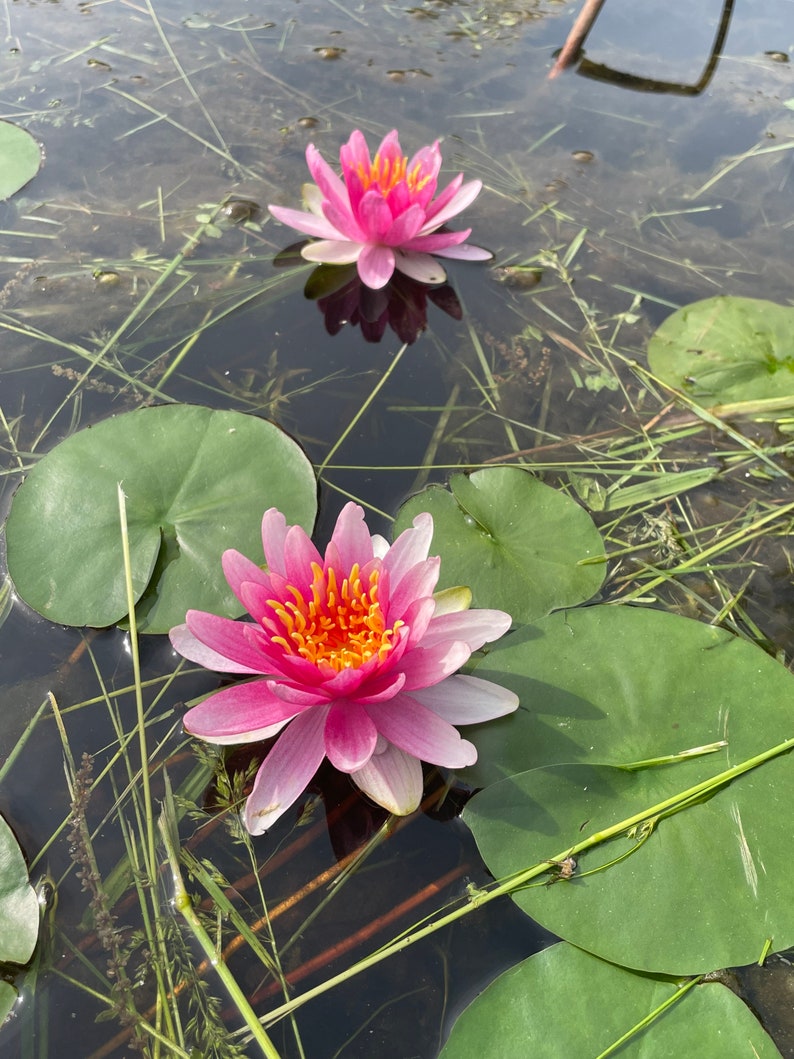 White and Pink Water Lilies Pink Water Lily