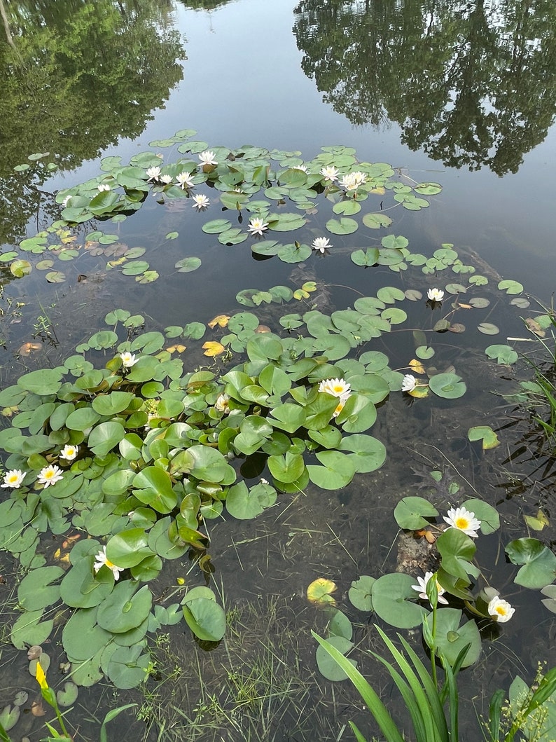 White and Pink Water Lilies image 3