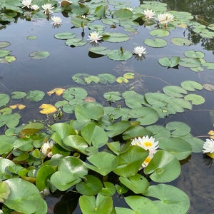 White and Pink Water Lilies image 5