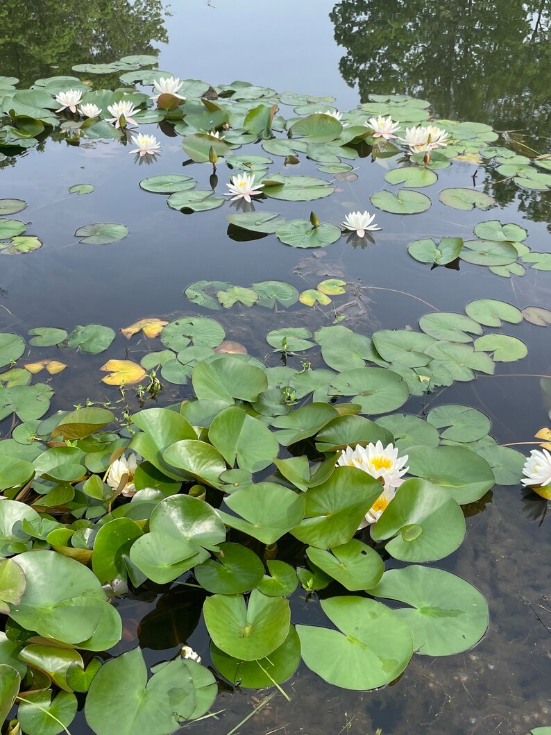 White and Pink Water Lilies image 5