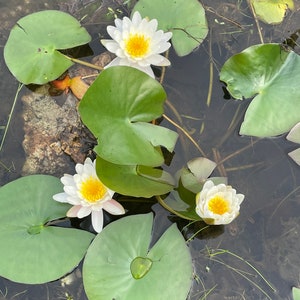 White and Pink Water Lilies image 2