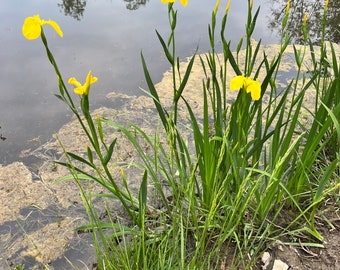 Set of 3 Yellow Water Iris’ (Iris pseudacorus)