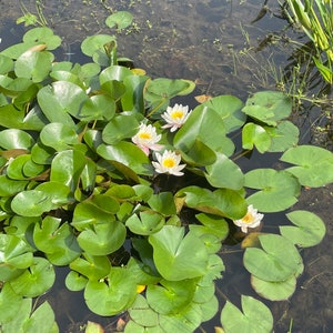 White and Pink Water Lilies image 4