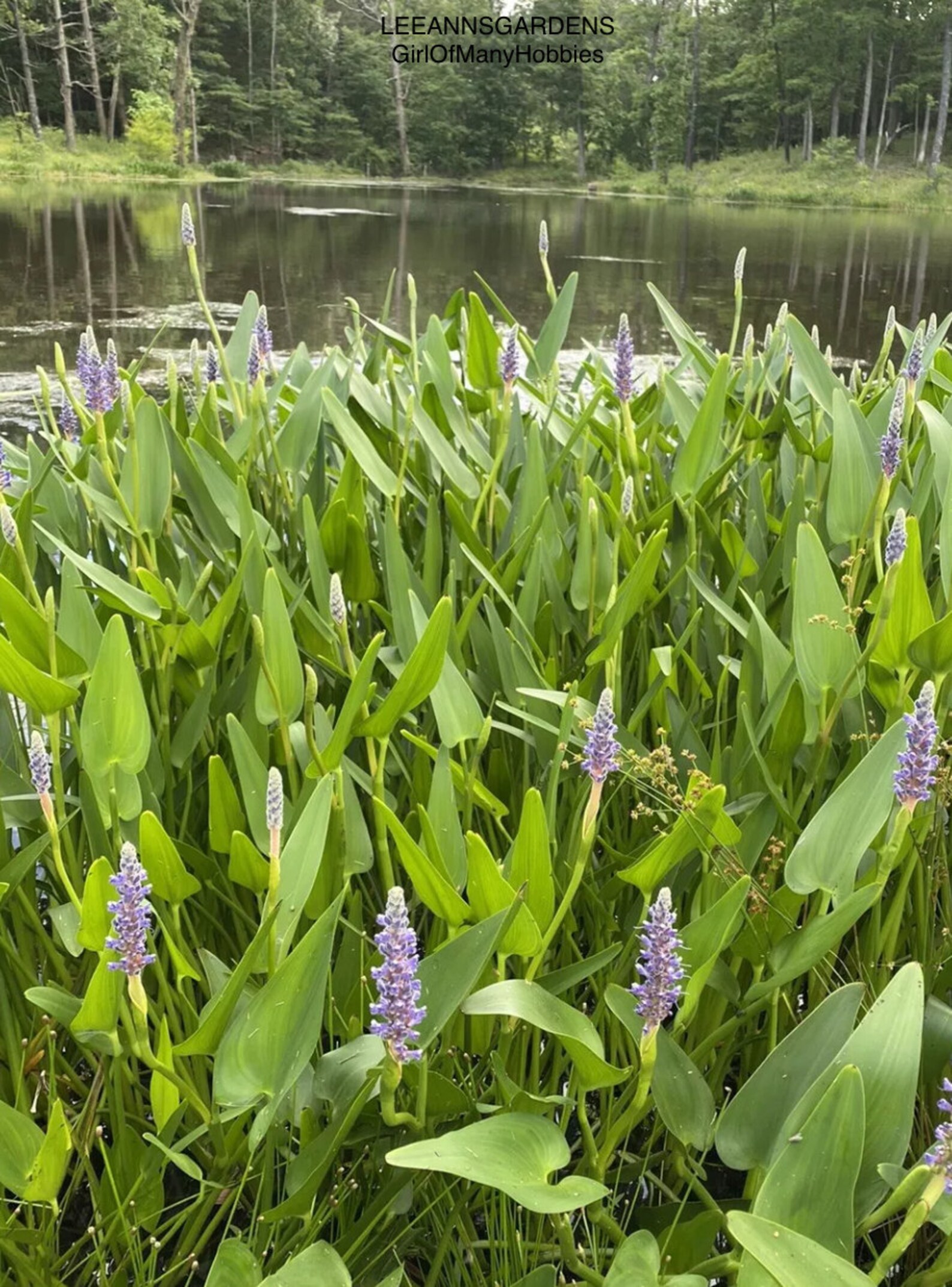 3 Pickerel Rush water garden bog plantKoi Pond Plants Etsy