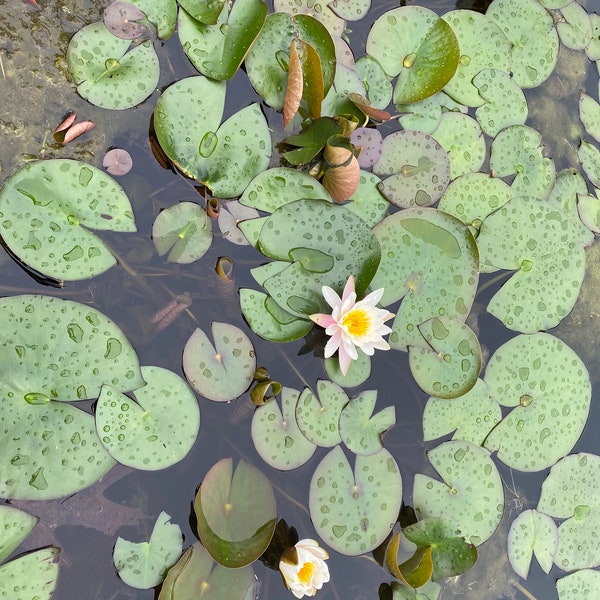 White and Pink Water Lilies