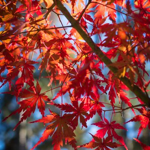 Stained Glass Photo Original Japanese Maple Tree Photograph Photo Arkansas Canvas Print 20x30 inches