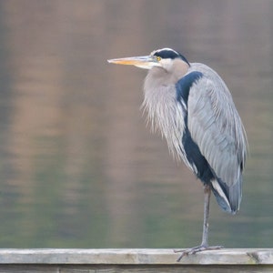 Great Blue Heron Wild Bird Photograph Photo Arkansas Aluminum Print 12x12 inches Bird Photography Heron Art Bird Art