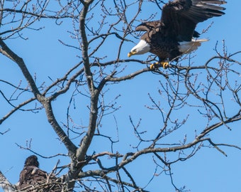 Daddy's Home Original Bald Eagle Photograph Photo Arkansas 11x14 gloss metal print