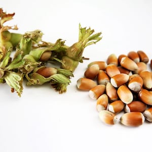 Organic Fresh Hazelnuts  ,Turkish  Premium Quality  Fresh Whole Hazelnut ,Fresh Filbert in Shell,New Crops 900 gr -FREE SHIPPING