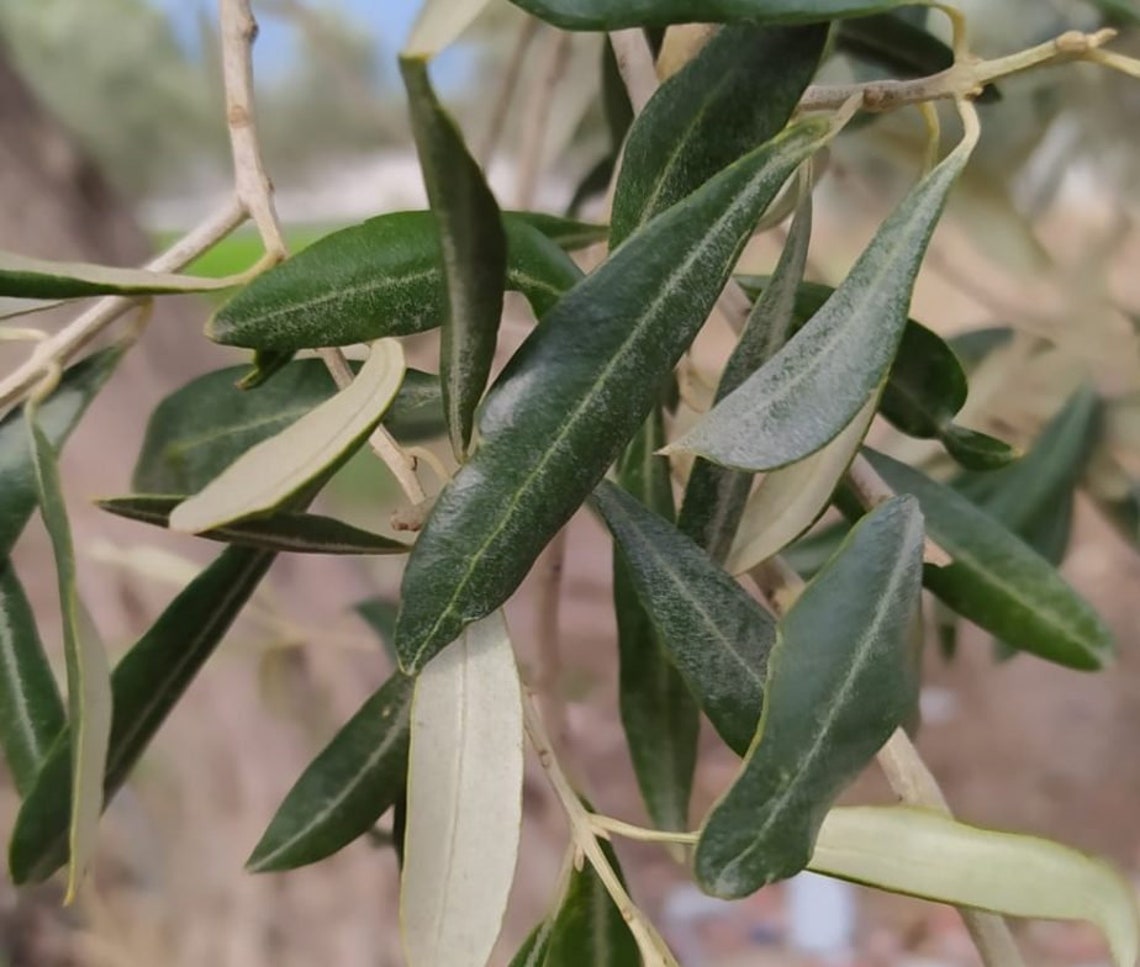 Hoja de olivo orgánica seca hoja de olivo entera té de hoja Etsy México