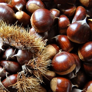 Fresh Organic Turkish Chestnuts, Raw Sweet Chestnuts, Small Size -400 gr