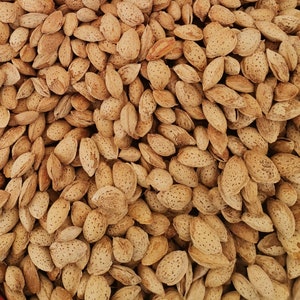 Organic Unshelled Almond,Raw Whole Almonds in Shell,Sterbai badam,Badaam,Turkish Almond with Shell,Snack,Vegan,Healthy,200 gr-FREE SHIPPING