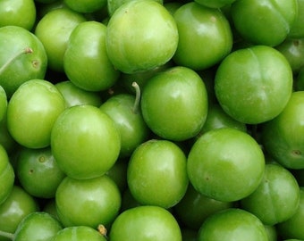 4 lbs., Frische Grüne Pflaume, Greengage, Generik, Janerik, Saisonale Früchte, Yesil Erik, Natürliche Grüne Pflaume - SCHNELLER & KOSTENLOSER VERSAND
