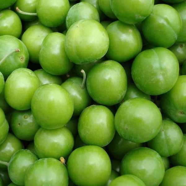 4 Lb ,Fresh Green Plum , Greengage ,Generik,Janerik,Seasonal Fruit , Yesil Erik,Natural Green Plum - FAST & FREE SHIPPING