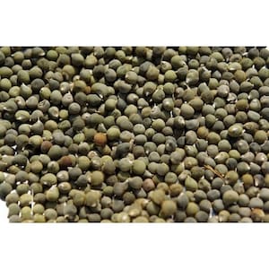 Biologisch okrazaad, Abelmoschus Esculentus-zaad, gedroogde kruiden, natuurlijk okrozaad, damesvingerzaad, cafeïnevrij, gezond, 100 gr GRATIS VERZENDING