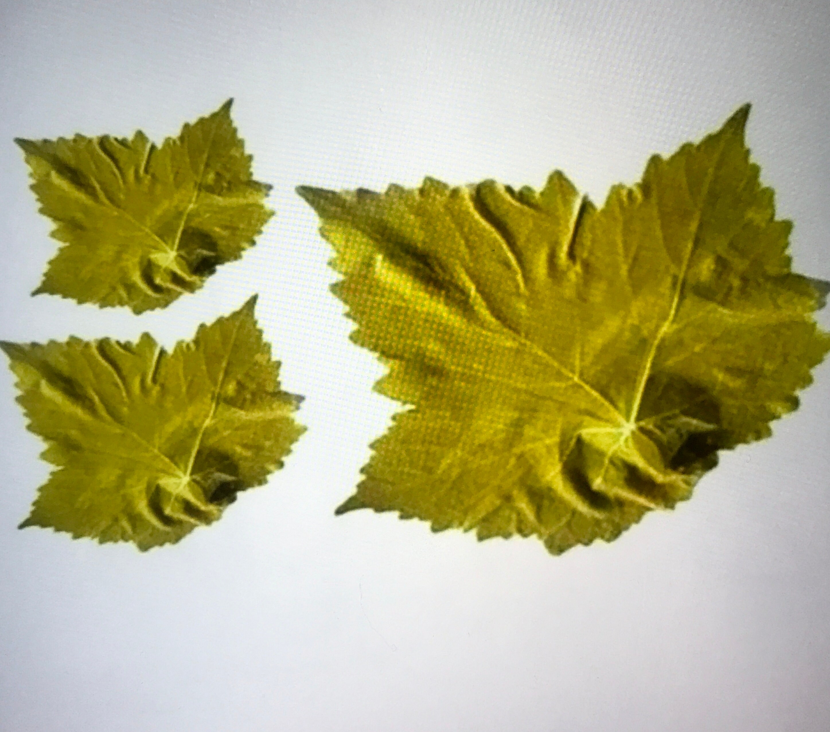 Brined Vine Leaf pickled Leaf Grape Leaves stuffed Vine Etsy