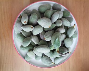 Almendras verdes frescas, jóvenes, crudas, de sabor estacional, cosecha limitada de primavera - 900 g