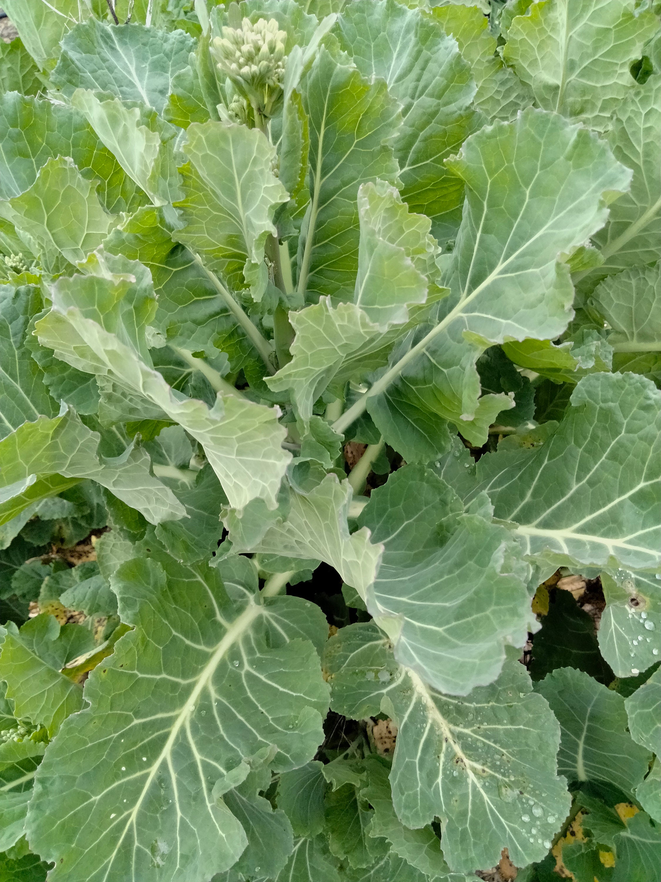 30 Green Tree Collard Seeds Etsy