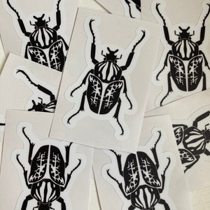 3 Goliath Beetle Stickers