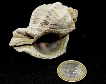 Murexsnäckor, Snäckskalstillverkning, Snigel, Conch, Äkta snäckskal, Whelk-snäckskal, Snäckhantverk, Strandsnäckor, Heminredning, Terrarium, Akvarium