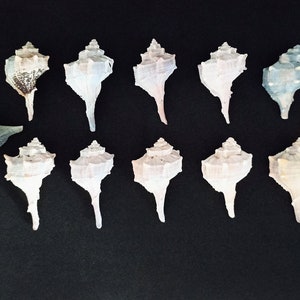Tiny Conch, Murex Shells, Seashell Supply, Bulk Genuine Sea Shells, Whelk Shells, Craft, Beach, Home Decor, Terrarium, Art,Aquarium,Vivarium