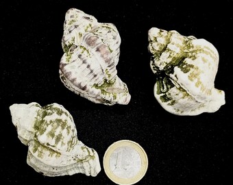 Murexsnäckor, Snäckskalstillverkning, Snigel, Conch, Äkta snäckskal, Whelk-snäckskal, Snäckhantverk, Strandsnäckor, Heminredning, Terrarium, Akvarium