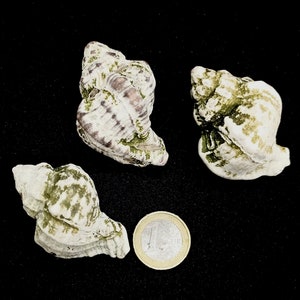 Murex Shells, Seashell Supply, Snail, Conch, Genuine Sea Shells, Whelk Shells, Shells Craft, Beach Shells, Home Decor, Terrarium, Aquarium