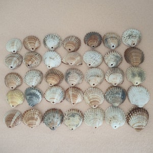 Beach Cockle Sea Shells, Bulk Bivalvia Sea Shells, Natural Shell, Craft, Drilled Shells, Home Decor, Terrarium Decor, Shells for Jewelery