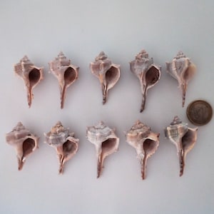 Winzige Muscheln, Murex Muscheln, Muscheln, Echte Muscheln, Whelk Muscheln, Handwerk, Strand, Wohndekor, Terrarium, Kunst, Aquarium, Vivarium