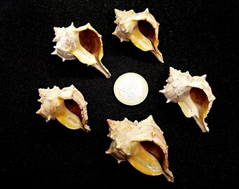 Murexsnäckor, Snäckskalstillverkning, Snigel, Conch, Äkta snäckskal, Whelk-snäckskal, Snäckhantverk, Strandsnäckor, Heminredning, Terrarium, Akvarium