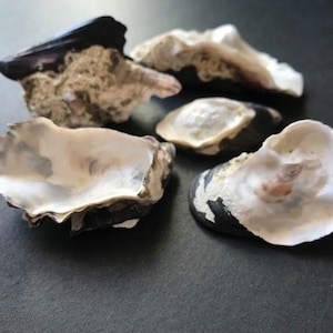 Muschel Muscheln, Barnacle Marine Art, Natürliche Barnakel Muscheln, Muschel für Handwerk, Strand Muschel, Home Dekor, Terrarium Dekor, Aquarium