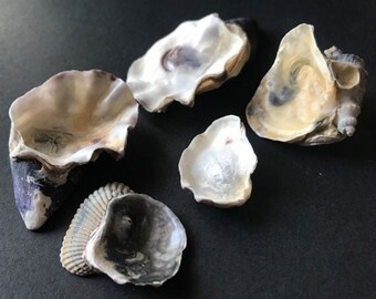 Ostronmusslor, Havstulpankonst, Naturliga Havstulpaner, Snäckskal för Hantverk, Strandsnäcka, Heminredning, Terrariumdekor, Akvarium