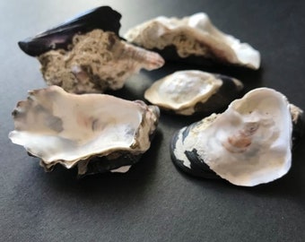 Ostronmusslor, Havstulpankonst, Naturliga Havstulpaner, Snäckskal för Hantverk, Strandsnäcka, Heminredning, Terrariumdekor, Akvarium