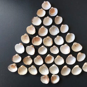 Cockle Sea Shells, Bulk Bivalvia Sea Shells, Natural Shell, Shell for Craft, Beach Shells, Home Decor, Terrarium Decor, Shells for Jewelery